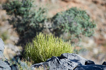 Small spiky rounded leafless shrub growing amongst rocks in the