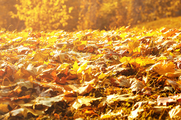 Autumn bright leaves on ground at park