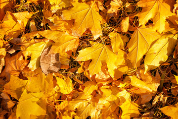 Autumn bright leaves background