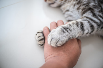 Naklejka premium Miłość kota Przez uchwyt dłoni pod ręką.