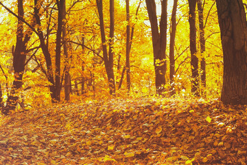 Obraz premium Autumn bright leaves on ground at park
