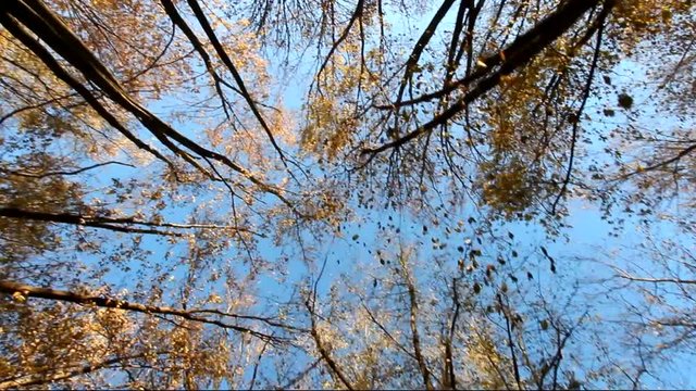 View of trees from down below in Autumn season with fall leaves