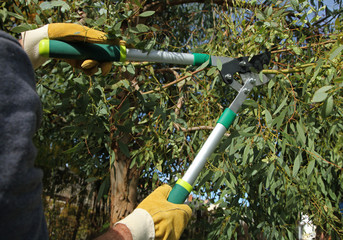 Taille d'un arbre en automne