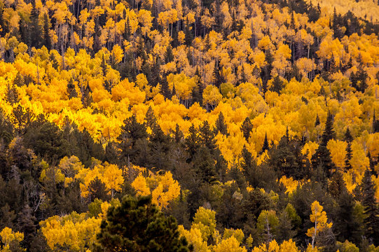 Forest of tall yellow Aspen trees
