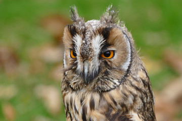 Owl (long-eared)