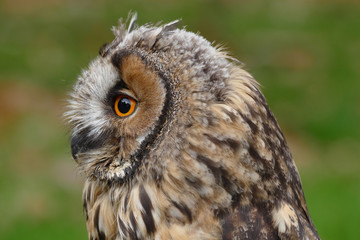 Owl (long-eared)
