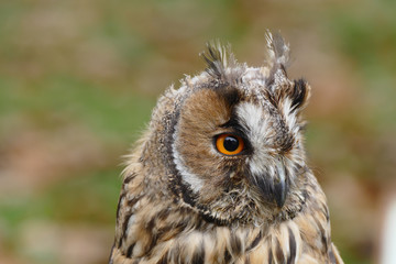 Owl (long-eared)