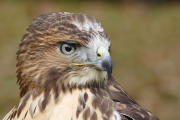 Forest (common) buzzard portrait