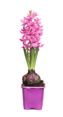 Jacinthe rose en pot