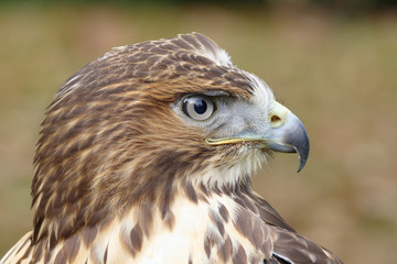 Forest (common) buzzard portrait