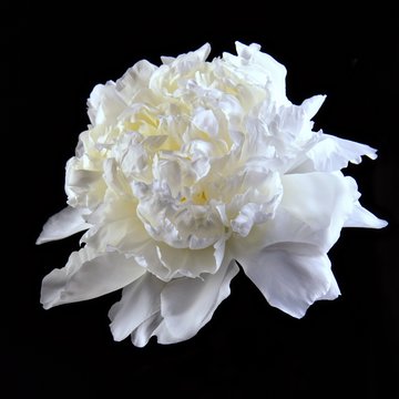 white peony flower on a black background. isolated lights inside