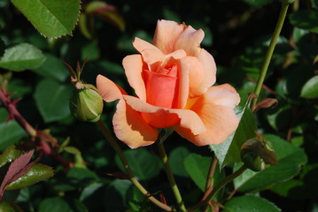 Salmon rose in bloom