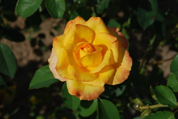Yellow rose in bloom