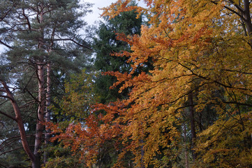 autumn colors - obrazy, fototapety, plakaty