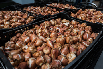 Ogrodnictwo cebula tulipan