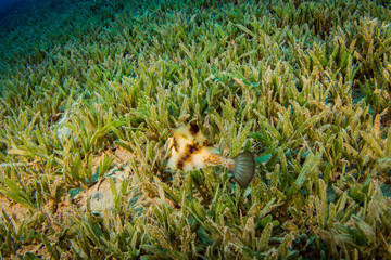 Tropical fish