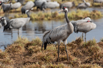 Obraz na płótnie Canvas Common crane in a wetland at a stopover site