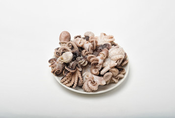 small octopus isolate