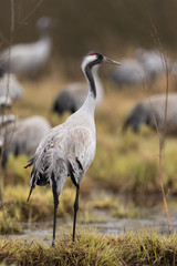 Common crane in a wetland at a stopover site