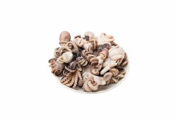 small octopus isolate