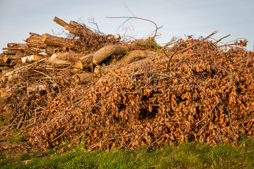 Fototapeta premium Holzlager mit alten Baumstämmen