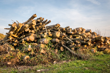 Holzlager mit alten Baumstämmen