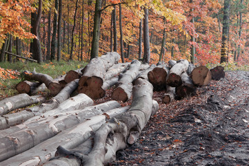 autumn forest-felling of trees - obrazy, fototapety, plakaty