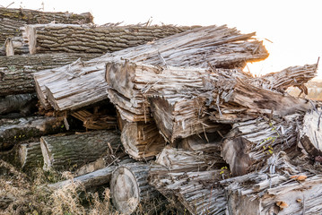 Holzlager mit alten Baumstämmen