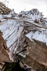 Holzlager mit alten Baumstämmen