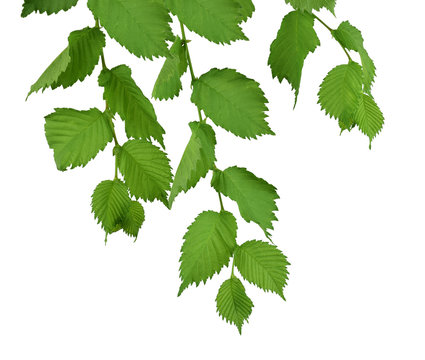 Foliage.  Elm tree with green leaves. Isolatedl