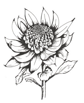recommend clip art: Waratah line art large open single isolated bloom on stem with leaves.