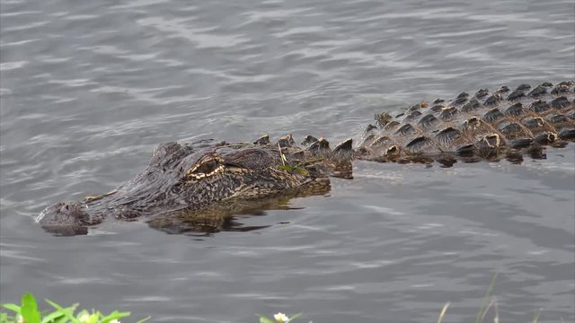 American Alligator swims in marsh at Sabine National Wildlife Refuge in Louisiana