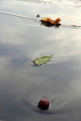 Blätter auf dem Wasser