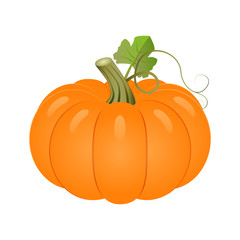 vector pumpkin with leaves  on a white background