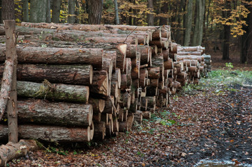 autumn forest-felling of trees