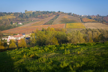 Fototapeta na wymiar Vineyards in Piedmont