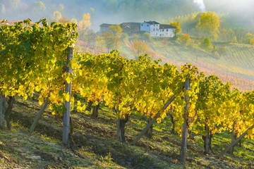 Naklejka premium Vineyards in Piedmont