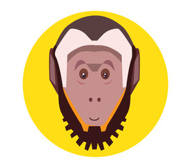 Capuchin monkey
