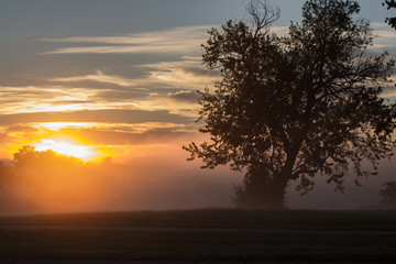 Fototapeta na wymiar sunrise, fog, mornings, tree