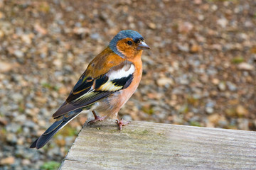Common chaffinch on plank edge