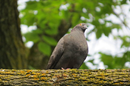 Curious pigeon that stands on a tree in Quebec, Canada.
