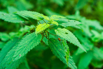 Fresh wild green stinging nettle plant