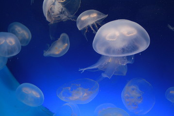 Jellyfish (medusa)