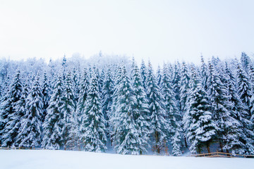 winter snow covered tree . Winter beautiful landscape. winter ba
