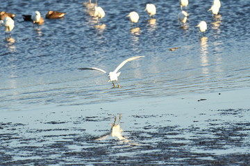 White Egret in Tatebayashi Tatara Swamp in Japan.