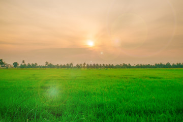 Green rice wheat field on the sunset cloudy orange sky background Copy space of the setting sun rays on horizon in rural meadow Close up nature photo Idea of a rich harvest.
