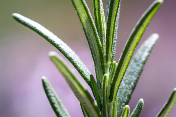 Obraz premium fresh organic rosemary