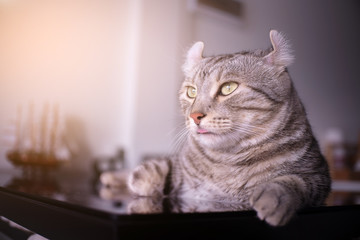 Cats Tongue and looking out The outside window