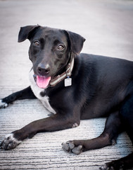 Puppy black. The dog sits on the road Thailand black puppies Dog