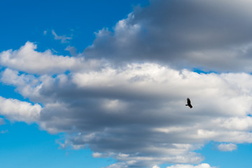 Bird In The Sky